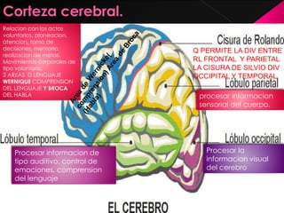 Procesar la
informacion visual
del cerebro
procesar informacion
sensorial del cuerpo.
Procesar informacion de
tipo auditivo, control de
emociones, comprension
del lenguaje
Relacion con los actos
voluntarios, planeacion,
atencion, toma de
decisiones, memoria,
realizacion de metas.
Movimientos corporales de
tipo voluntario.
2 AREAS D LENGUAJE
WERNIQUE COMPRENSION
DEL LENGUAJE Y BROCA
DEL HABLA
Q PERMITE LA DIV ENTRE
RL FRONTAL Y PARIETAL
LA CISURA DE SILVIO DIV
OCCIPITAL Y TEMPORAL
 