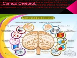 Dividida de dos grands hemisferios. Controlan las principales funcions del
encefalo como el lenguaje, la consiencia, inteligencia y los actos
voluntarios. Hemisferio izq de tipo emocional creativa no comprobado
hemisferio derecho razonamiento mate lectura etc conocimiento
 