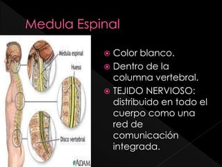  Color blanco.
 Dentro de la
columna vertebral.
 TEJIDO NERVIOSO:
distribuido en todo el
cuerpo como una
red de
comunicación
integrada.
 