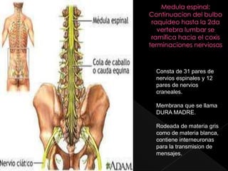 Consta de 31 pares de
nervios espinales y 12
pares de nervios
craneales.
Membrana que se llama
DURA MADRE.
Rodeada de materia gris
como de materia blanca,
contiene interneuronas
para la transmision de
mensajes.
 