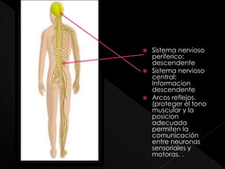  Sistema nervioso
periferico:
descendente
 Sistema nervioso
central:
Informacion
descendente
 Arcos reflejos.
(proteger el tono
muscular y la
posicion
adecuada
permiten la
comunicación
entre neuronas
sensoriales y
motoras. .
 