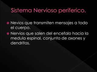  Nevios que transmiten mensajes a todo
el cuerpo.
 Nervios que salen del encefalo hacia la
medula espinal, conjunto de axones y
dendritas.
 