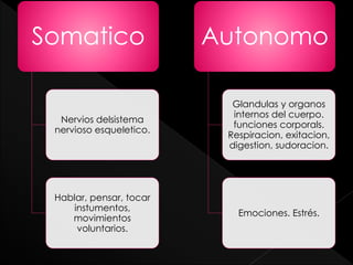 Somatico
Nervios delsistema
nervioso esqueletico.
Hablar, pensar, tocar
instumentos,
movimientos
voluntarios.
Autonomo
Glandulas y organos
internos del cuerpo.
funciones corporals.
Respiracion, exitacion,
digestion, sudoracion.
Emociones. Estrés.
 