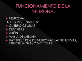  NEURONA
EN LOS VERTEBRADOS:
 CUERPO CELULAR
 DENTRITAS
 AXÓN
 VAINA DE MIELINA
 HAY TRES TIPOS DE NEURONAS LAS SENSITIVAS,
INTERNEURONAS Y MOTORAS.
 