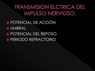  POTENCIAL DE ACCIÓN
 UMBRAL
 POTENCIAL DEL REPOSO
 PERIODO REFRACTORIO
 