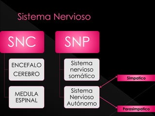 SNC
ENCEFALO
CEREBRO
MEDULA
ESPINAL
SNP
Sistema
nervioso
somático
Sistema
Nervioso
Autónomo
Simpatico
Parasimpatico
 