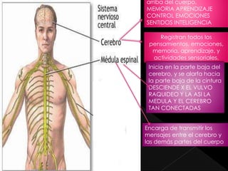 arriba del cuerpo.
MEMORIA APRENDIZAJE
CONTROL EMOCIONES
SENTIDOS INTELIGENCIA
Registran todos los
pensamientos, emociones,
memoria, aprendizaje, y
actividades sensoriales.
Inicia en la parte baja del
cerebro, y se alarfa hacia
la parte baja de la cintura
DESCIENDE X EL VULVO
RAQUIDEO Y LA ASI LA
MEDULA Y EL CEREBRO
TAN CONECTADAS
Encarga de transmitir los
mensajes entre el cerebro y
las demás partes del cuerpo
 