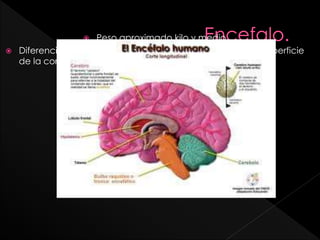  Peso aproximado kilo y medio.
 Diferencia: pliegues que se forman a lo largo de toda la superficie
de la corteza cerebral.
 