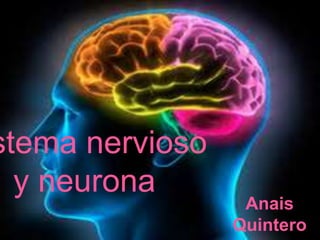 stema nervioso
y neurona
Anais
Quintero
 