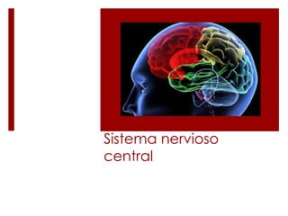 Sistema nervioso
central
 
