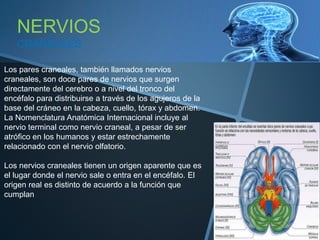 NERVIOS
CRANEALES
Los pares craneales, también llamados nervios
craneales, son doce pares de nervios que surgen
directamente del cerebro o a nivel del tronco del
encéfalo para distribuirse a través de los agujeros de la
base del cráneo en la cabeza, cuello, tórax y abdomen.
La Nomenclatura Anatómica Internacional incluye al
nervio terminal como nervio craneal, a pesar de ser
atrófico en los humanos y estar estrechamente
relacionado con el nervio olfatorio.
Los nervios craneales tienen un origen aparente que es
el lugar donde el nervio sale o entra en el encéfalo. El
origen real es distinto de acuerdo a la función que
cumplan
 