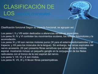 Clasificación funcional Según su aspecto funcional, se agrupan así:
Los pares I, II y VIII están dedicados a aferencias sensitivas especiales.
Los pares III, IV y VI controlan los movimientos oculares, los reflejos fotomotores y la
acomodación.
Los pares XI y XII son nervios motores puros (XI para el esternocleidomastoideo y el
trapecio; y XII para los músculos de la lengua). Sin embargo, las raíces espinales del
nervio accesorio, (XI par) presenta fibras sensitivas que emergen de la médula
espinal, mostrando incluso un pequeño ganglio en la conjugación de los filetes
radiculares con el tronco de la raíz espinal del nervio.
Los pares V, VII, IX y X son mixtos.
Los pares III, VII, IX y X llevan fibras parasimpáticas.
CLASIFICACIÓN DE
LOS nervios craneales
 