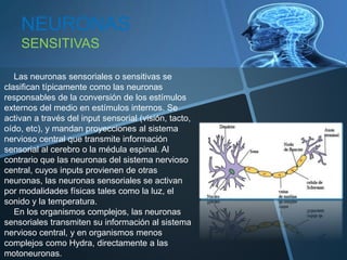 Las neuronas sensoriales o sensitivas se
clasifican típicamente como las neuronas
responsables de la conversión de los estímulos
externos del medio en estímulos internos. Se
activan a través del input sensorial (visión, tacto,
oído, etc), y mandan proyecciones al sistema
nervioso central que transmite información
sensorial al cerebro o la médula espinal. Al
contrario que las neuronas del sistema nervioso
central, cuyos inputs provienen de otras
neuronas, las neuronas sensoriales se activan
por modalidades físicas tales como la luz, el
sonido y la temperatura.
En los organismos complejos, las neuronas
sensoriales transmiten su información al sistema
nervioso central, y en organismos menos
complejos como Hydra, directamente a las
motoneuronas.
NEURONAS
SENSITIVAS
 