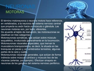 NEURONAS
MOTORAS
El término motoneurona o neurona motora hace referencia,
en vertebrados, a la neurona del sistema nervioso central
que proyecta su axón hacia un músculo o glándula. Las
neuronas motoras son, por tanto, eferentes.
De acuerdo al tejido de inervación, las motoneuronas se
clasifican en tres categorías:
Motoneuronas somáticas, que actúan sobre músculo
esquelético, involucrado generalmente en la locomoción.
Motoneuronas viscerales especiales, que inervan la
musculatura branquiomérica, es decir, la situada en las
branquias en peces y, en vertebrados terrestres, algunas
partes de la cara y cuello.
Motoneuronas viscerales generales, que actúan de forma
indirecta sobre músculo cardíaco y músculo liso de las
vísceras (arterias, por ejemplo). Efectúan sinapsis en
neuronas de los ganglios del sistema nervioso periférico.
 