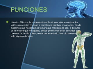 FUNCIONES
Nuestro SN cumple numerosísimas funciones, desde contolar los
latidos de nuestro corazón a permitirnos resolver ecuaciones, desde
avisarnos que necesitamos tomar agua mediante la sed, a disfrutar
de la música que nos gusta; desde permitirnos estar sentados sin
caernos de la silla a leer y entender este texto. Mencionaremos aquí
solo algunas de ellas:
 