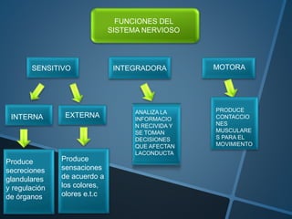 FUNCIONES DEL
SISTEMA NERVIOSO
SENSITIVO MOTORAINTEGRADORA
INTERNA EXTERNA ANALIZA LA
INFORMACIO
N RECIVIDA Y
SE TOMAN
DECISIONES
QUE AFECTAN
LACONDUCTA
PRODUCE
CONTACCIO
NES
MUSCULARE
S PARA EL
MOVIMIENTO
Produce
secreciones
glandulares
y regulación
de órganos
Produce
sensaciones
de acuerdo a
los colores,
olores e.t.c
 