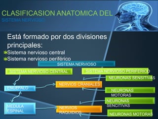 CLASIFICASION ANATOMICA DEL
SISTEMA NERVIOSO
Está formado por dos divisiones
principales:
Sistema nervioso central
Sistema nervioso periférico
ENCEFALO
MEDULA
ESPINAL
SISTEMA NERVIOSO CENTRAL SISTEMA NERVIOSO PERIFERICO
NERVIOS CRANIALES
NERVIOS
RAQUIDIOS
NEURONAS SENSITIVAS
NEURONAS
MOTORAS
NEURONAS
SENCITIVAS
NEURONAS MOTORAS
SISTEMA NERVIOSO
 