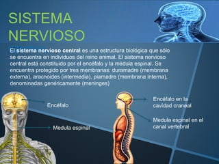 SISTEMA
NERVIOSO
CENTRALEl sistema nervioso central es una estructura biológica que sólo
se encuentra en individuos del reino animal. El sistema nervioso
central está constituido por el encéfalo y la médula espinal. Se
encuentra protegido por tres membranas: duramadre (membrana
externa), aracnoides (intermedia), piamadre (membrana interna),
denominadas genéricamente (meninges)
Encéfalo en la
cavidad craneal
Medula espinal en el
canal vertebral
Encéfalo
Medula espinal
 
