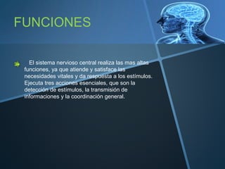 FUNCIONES
El sistema nervioso central realiza las mas altas
funciones, ya que atiende y satisface las
necesidades vitales y da respuesta a los estímulos.
Ejecuta tres acciones esenciales, que son la
detección de estímulos, la transmisión de
informaciones y la coordinación general.
 