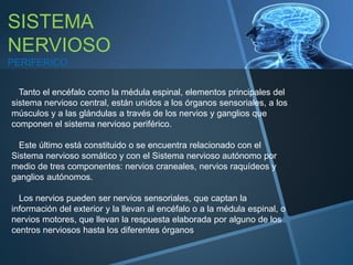 SISTEMA
NERVIOSO
PERIFERICO
Tanto el encéfalo como la médula espinal, elementos principales del
sistema nervioso central, están unidos a los órganos sensoriales, a los
músculos y a las glándulas a través de los nervios y ganglios que
componen el sistema nervioso periférico.
Este último está constituido o se encuentra relacionado con el
Sistema nervioso somático y con el Sistema nervioso autónomo por
medio de tres componentes: nervios craneales, nervios raquídeos y
ganglios autónomos.
Los nervios pueden ser nervios sensoriales, que captan la
información del exterior y la llevan al encéfalo o a la médula espinal, o
nervios motores, que llevan la respuesta elaborada por alguno de los
centros nerviosos hasta los diferentes órganos
 