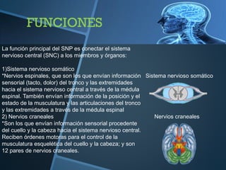 La función principal del SNP es conectar el sistema
nervioso central (SNC) a los miembros y órganos:
1)Sistema nervioso somático
*Nervios espinales, que son los que envían información
sensorial (tacto, dolor) del tronco y las extremidades
hacia el sistema nervioso central a través de la médula
espinal. También envían información de la posición y el
estado de la musculatura y las articulaciones del tronco
y las extremidades a través de la médula espinal
2) Nervios craneales
*Son los que envían información sensorial procedente
del cuello y la cabeza hacia el sistema nervioso central.
Reciben órdenes motoras para el control de la
musculatura esquelética del cuello y la cabeza; y son
12 pares de nervios craneales.
Sistema nervioso somático
Nervios craneales
 
