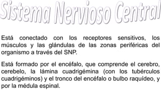 Está conectado con los receptores sensitivos, los
músculos y las glándulas de las zonas periféricas del
organismo a través del SNP.
Está formado por el encéfalo, que comprende el cerebro,
cerebelo, la lámina cuadrigémina (con los tubérculos
cuadrigéminos) y el tronco del encéfalo o bulbo raquídeo, y
por la médula espinal.
 
