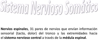 Nervios espinales, 31 pares de nervios que envían información
sensorial (tacto, dolor) del tronco y las extremidades hacia
el sistema nervioso central a través de la médula espinal.
 