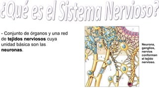 - Conjunto de órganos y una red
de tejidos nerviosos cuya
unidad básica son las
neuronas.
Neurona,
ganglios,
nervios
conforman
el tejido
nervioso.
 