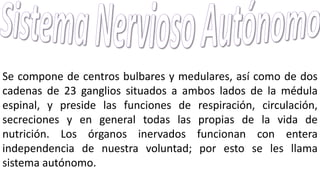 Se compone de centros bulbares y medulares, así como de dos
cadenas de 23 ganglios situados a ambos lados de la médula
espinal, y preside las funciones de respiración, circulación,
secreciones y en general todas las propias de la vida de
nutrición. Los órganos inervados funcionan con entera
independencia de nuestra voluntad; por esto se les llama
sistema autónomo.
 