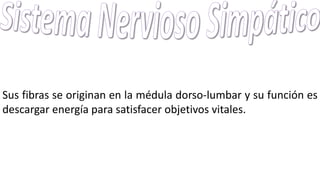 Sus fibras se originan en la médula dorso-lumbar y su función es
descargar energía para satisfacer objetivos vitales.
 