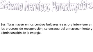 Sus fibras nacen en los centros bulbares y sacro e interviene en
los procesos de recuperación, se encarga del almacenamiento y
administración de la energía.
 