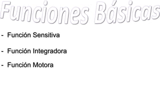 - Función Sensitiva
- Función Integradora
- Función Motora
 