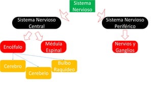 Sistema
Nervioso
Nervios y
Ganglios
Médula
Espinal
Encéfalo
Sistema Nervioso
Periférico
Sistema Nervioso
Central
Bulbo
Raquídeo
Cerebelo
Cerebro
 
