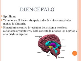 DIENCÉFALO
 Epitálamo
 Tálamo: en él hacen sinapsis todas las vías sensoriales
menos la olfatoria.
 Hipotálamo: centro integrador del sistema nervioso
autónomo o vegetativo. Está conectado a todos los nervios y
a la médula espinal.
 