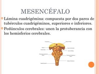 MESENCÉFALO
 Lámina cuadrigémina: compuesta por dos pares de
tubérculos cuadrigéminos, superiores e inferiores.
 Pedúnculos cerebrales: unen la protuberancia con
los hemisferios cerebrales.
 