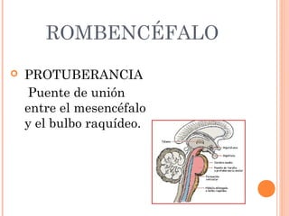 ROMBENCÉFALO
 PROTUBERANCIA
Puente de unión
entre el mesencéfalo
y el bulbo raquídeo.
 