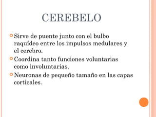 CEREBELO
 Sirve de puente junto con el bulbo
raquídeo entre los impulsos medulares y
el cerebro.
 Coordina tanto funciones voluntarias
como involuntarias.
 Neuronas de pequeño tamaño en las capas
corticales.
 