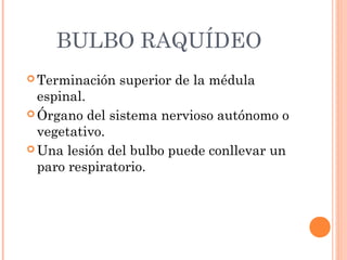 BULBO RAQUÍDEO
 Terminación superior de la médula
espinal.
 Órgano del sistema nervioso autónomo o
vegetativo.
 Una lesión del bulbo puede conllevar un
paro respiratorio.
 