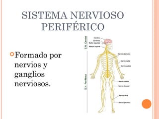 SISTEMA NERVIOSO
PERIFÉRICO
Formado por
nervios y
ganglios
nerviosos.
 