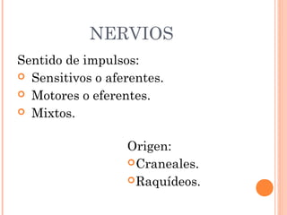 NERVIOS
Sentido de impulsos:
 Sensitivos o aferentes.
 Motores o eferentes.
 Mixtos.
Origen:
Craneales.
Raquídeos.
 