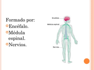 Formado por:
Encéfalo.
Médula
espinal.
Nervios.
 