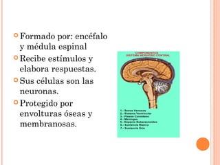  Formado por: encéfalo
y médula espinal
 Recibe estímulos y
elabora respuestas.
 Sus células son las
neuronas.
 Protegido por
envolturas óseas y
membranosas.
 