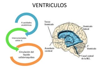 VENTRICULOS
4 cavidades
anatómicas
Interconectadas
entre sí.
Circulación del
líquido
cefalorraquídeo
 