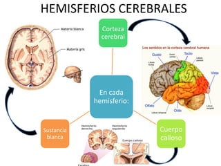HEMISFERIOS CEREBRALES
En cada
hemisferio:
Corteza
cerebral
Cuerpo
calloso
Sustancia
blanca
 