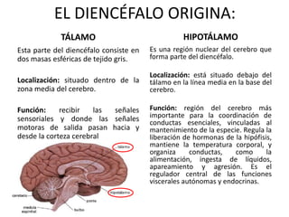 EL DIENCÉFALO ORIGINA:
TÁLAMO
Esta parte del diencéfalo consiste en
dos masas esféricas de tejido gris.
Localización: situado dentro de la
zona media del cerebro.
Función: recibir las señales
sensoriales y donde las señales
motoras de salida pasan hacia y
desde la corteza cerebral
HIPOTÁLAMO
Es una región nuclear del cerebro que
forma parte del diencéfalo.
Localización: está situado debajo del
tálamo en la línea media en la base del
cerebro.
Función: región del cerebro más
importante para la coordinación de
conductas esenciales, vinculadas al
mantenimiento de la especie. Regula la
liberación de hormonas de la hipófisis,
mantiene la temperatura corporal, y
organiza conductas, como la
alimentación, ingesta de líquidos,
apareamiento y agresión. Es el
regulador central de las funciones
viscerales autónomas y endocrinas.
 