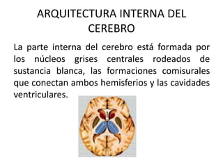 ARQUITECTURA INTERNA DEL
CEREBRO
La parte interna del cerebro está formada por
los núcleos grises centrales rodeados de
sustancia blanca, las formaciones comisurales
que conectan ambos hemisferios y las cavidades
ventriculares.
 