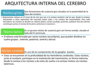 ARQUITECTURA INTERNA DEL CEREBRO
Son formaciones de sustancia gris situadas en la proximidad de la
base del cerebro.Núcleos grises
• Representan relevos en el curso de las vías que van a la corteza cerebral y de las que, desde la corteza,
descienden a otros segmentos del neuroeje (sobre todo, a los núcleos del mesencéfalo). Para cada
hemisferio, los núcleos se dividen en: tálamo óptico, núcleo caudado, putamen, pallidum (Ios dos últimos
constituyen juntos el núcleo lenticular) y antemuro o claustrum.
Es un grueso núcleo de sustancia gris con forma ovoide, situado al
lado del III ventrículo.Tálamo óptico
• El tálamo está formado por varios núcleos secundarios, que pueden dividirse en
cuatro grupos : anterior, posterior, ventral y dorsal.
Es uno de los componentes de los ganglios basales.Núcleo candado
• Estos se encuentran en la profundidad de los hemisferios cerebrales. Estos núcleos,
junto al cerebelo, participan en la modulación del movimiento, en forma indirecta,
desde la corteza a los núcleos y de estos de vuelta a la corteza motora vía núcleos
talámicos.
 
