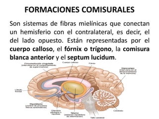 FORMACIONES COMISURALES
Son sistemas de fibras mielínicas que conectan
un hemisferio con el contralateral, es decir, el
del lado opuesto. Están representadas por el
cuerpo calloso, el fórnix o trígono, la comisura
blanca anterior y el septum lucidum.
 