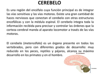 Es una región del encéfalo cuya función principal es de integrar
las vías sensitivas y las vías motoras. Existe una gran cantidad de
haces nerviosos que conectan el cerebelo con otras estructuras
encefálicas y con la médula espinal. El cerebelo integra toda la
información recibida para precisar y controlar las órdenes que la
corteza cerebral manda al aparato locomotor a través de las vías
motoras.
El cerebelo (metencéfalo) es un órgano presente en todos los
vertebrados, pero con diferentes grados de desarrollo: muy
reducido en los peces, reptiles y pájaros, alcanza su máximo
desarrollo en los primates y en el hombre.
CEREBELO
 