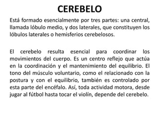 Está formado esencialmente por tres partes: una central,
llamada lóbulo medio, y dos laterales, que constituyen los
lóbulos laterales o hemisferios cerebelosos.
El cerebelo resulta esencial para coordinar los
movimientos del cuerpo. Es un centro reflejo que actúa
en la coordinación y el mantenimiento del equilibrio. El
tono del músculo voluntario, como el relacionado con la
postura y con el equilibrio, también es controlado por
esta parte del encéfalo. Así, toda actividad motora, desde
jugar al fútbol hasta tocar el violín, depende del cerebelo.
CEREBELO
 